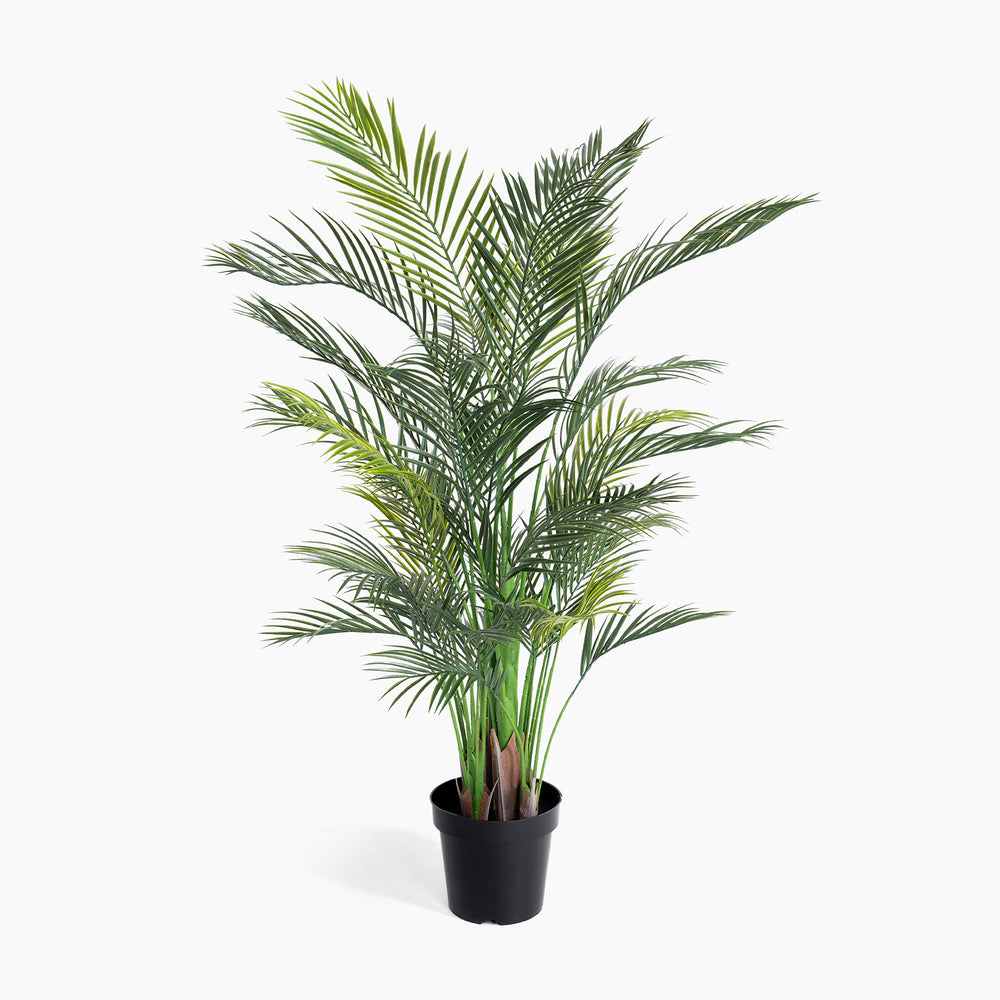 Potted palm plant on a white background