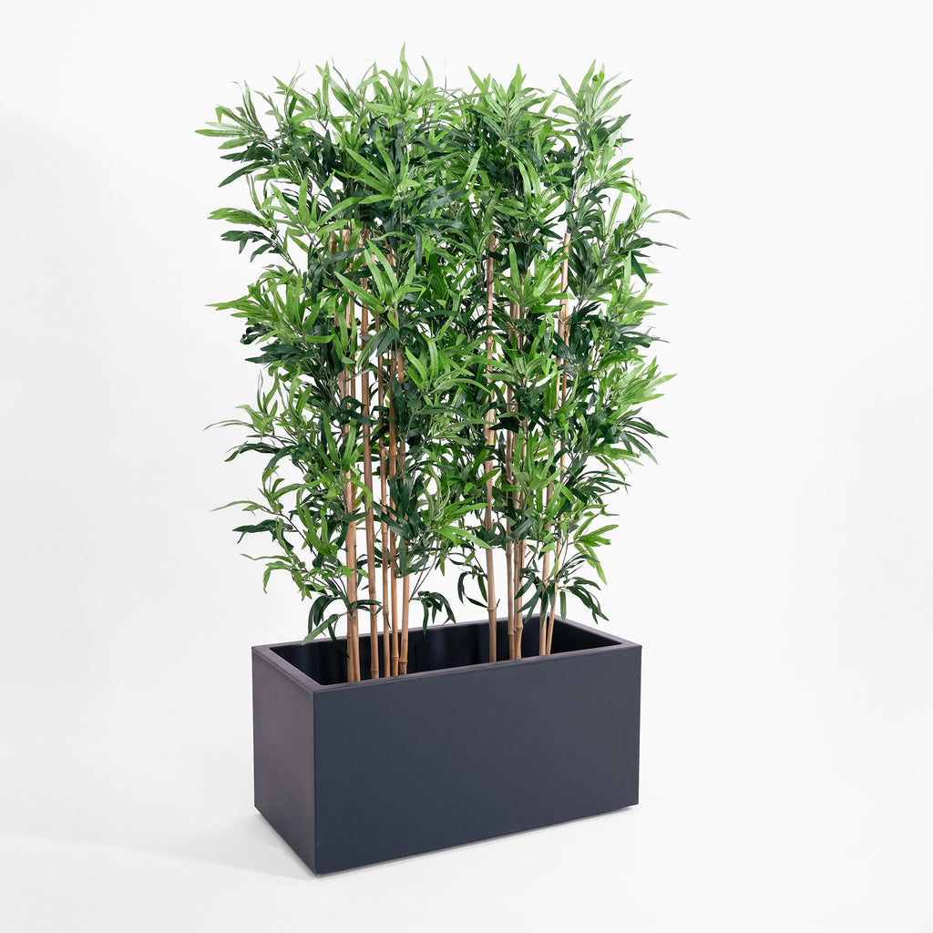 Green potted plant in a black planter on a white background