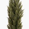 Tall coniferous tree on a white background