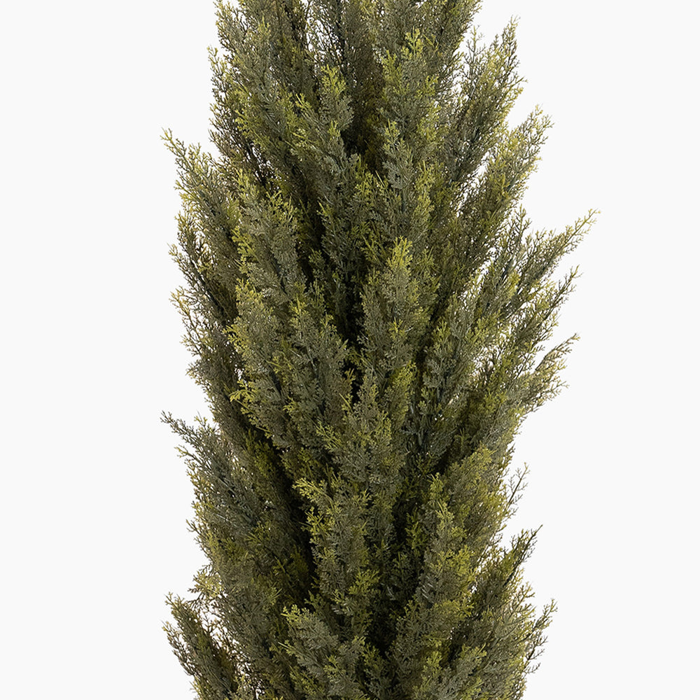 Tall coniferous tree on a white background
