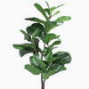 Artificial fiddle leaf fig plant on a white background