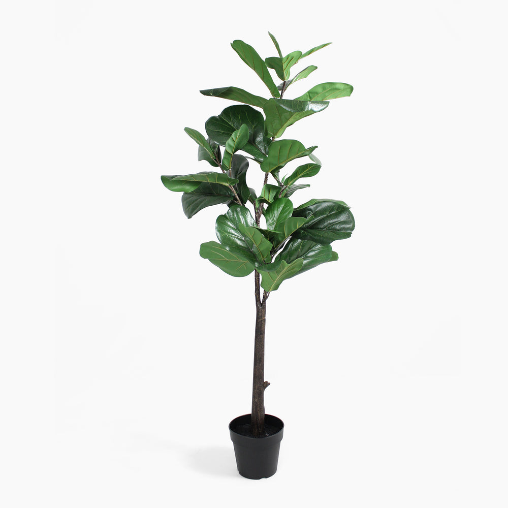 Potted fiddle leaf fig plant on a white background