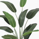 Artificial green strelitzia leaves on a white background