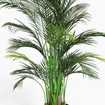 Potted palm plant on a white background
