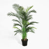 Potted green palm plant on a white background