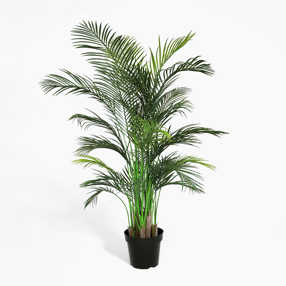 Potted green palm plant on a white background
