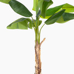 Artificial banana plant with green leaves on a white background