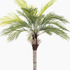 Palm tree with green leaves on a white background