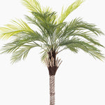Palm tree with green leaves on a white background