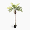 Potted palm tree on a white background