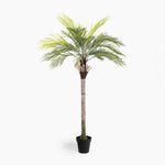 Potted palm tree on a white background