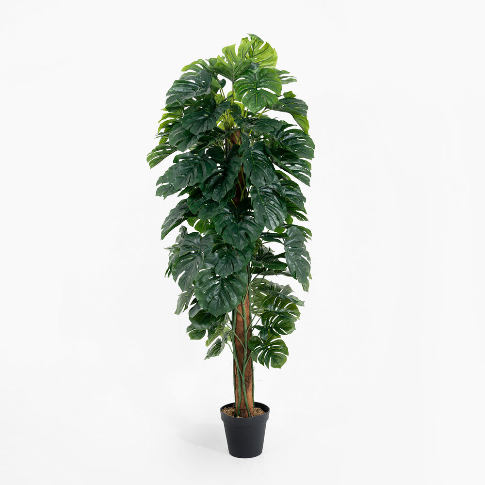 Artificial 180cm cheese plant