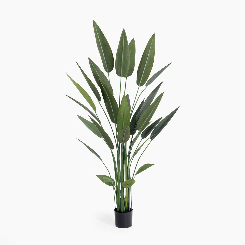Potted plant with green leaves on a white background