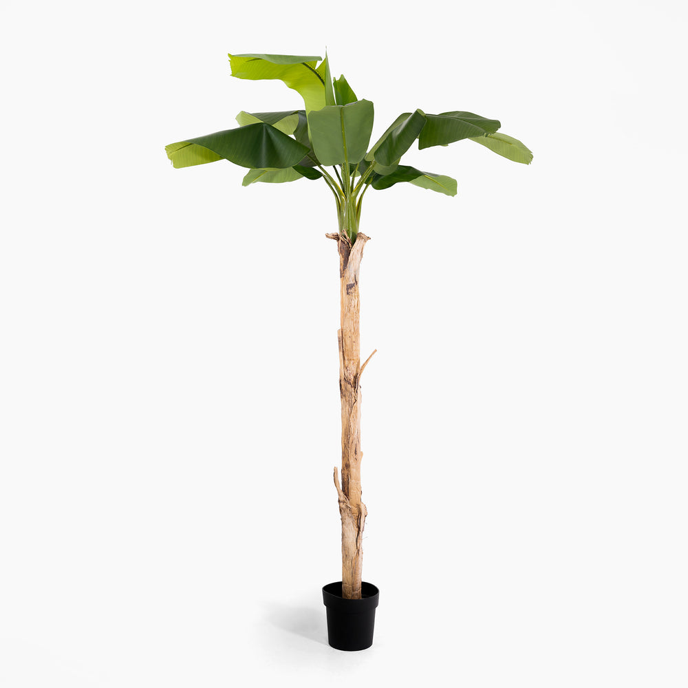 Artificial banana plant with green leaves in a black pot on a white background
