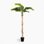 Artificial banana plant with green leaves in a black pot on a white background