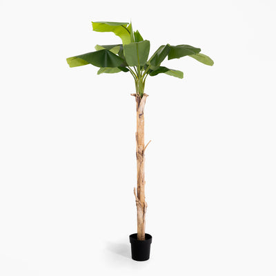 Artificial banana plant with green leaves in a black pot on a white background