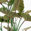 Colocasia
