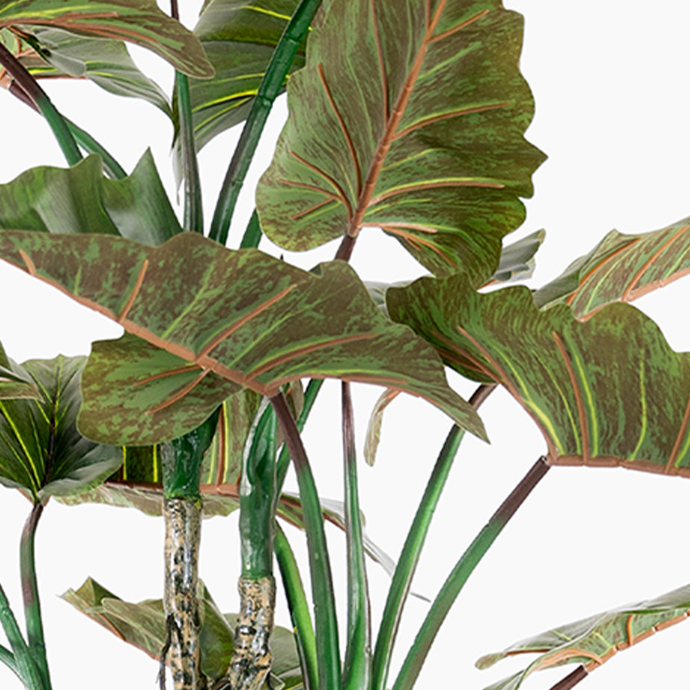 Colocasia