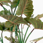 Colocasia