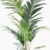 Green palm leaves on a white background