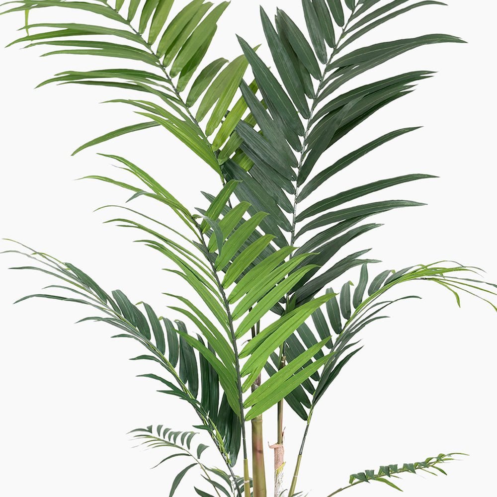 Green palm leaves on a white background