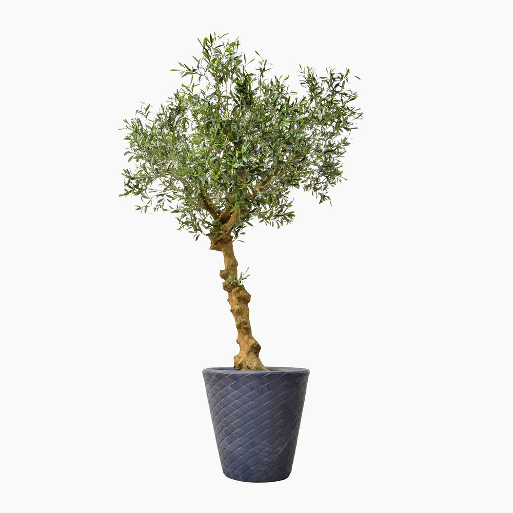 Potted olive tree on a white background