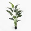 Potted plant with large green leaves on a white background