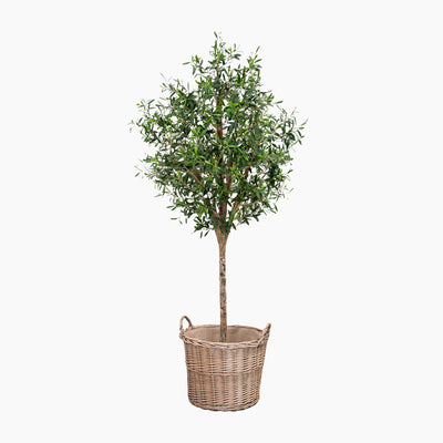 Potted tree with green leaves in a wicker basket on a white background