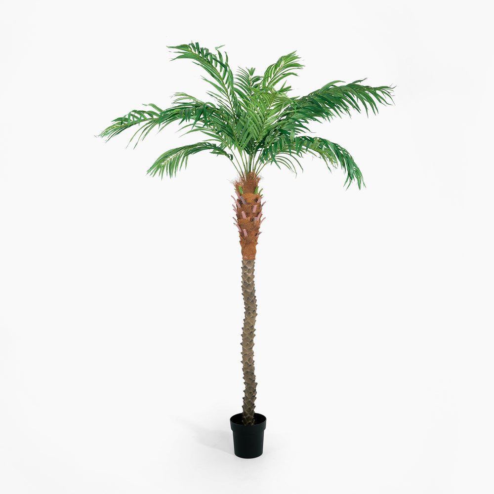 Potted palm tree on a white background