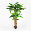 Potted banana plant on a white background