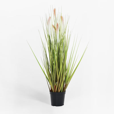 Potted plant with long green leaves and pink flower spikes on a white background