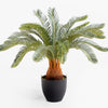 Potted palm plant on a white background