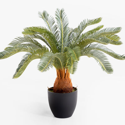 Potted palm plant on a white background