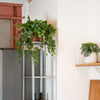 kitchen setting with a green ivy bush on a shelf.