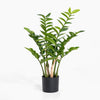 Green potted plant on a white background