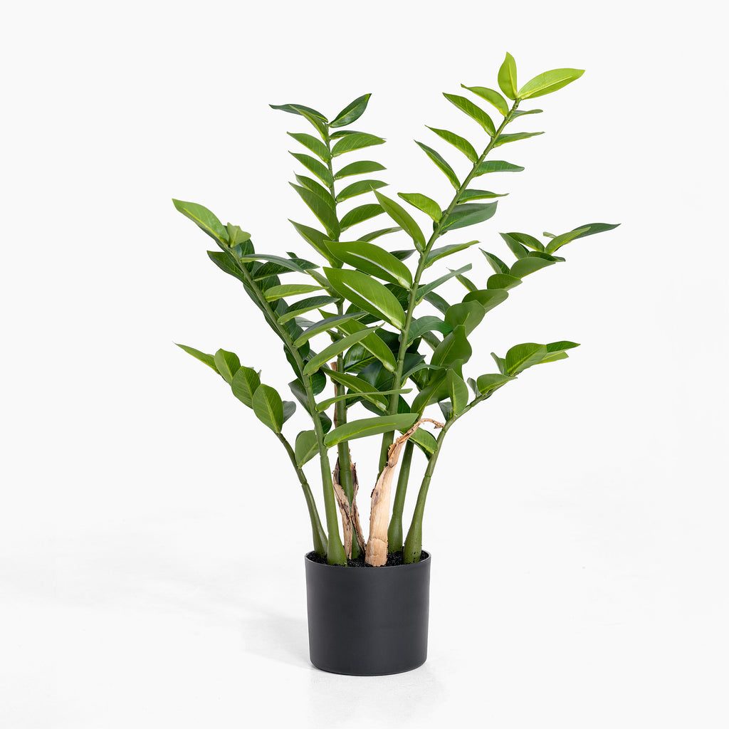 Green potted plant on a white background