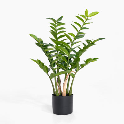 Green potted plant on a white background