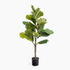 Potted fiddle leaf fig plant on a white background