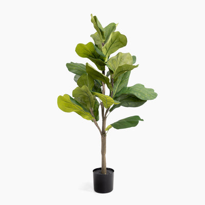 Potted fiddle leaf fig plant on a white background