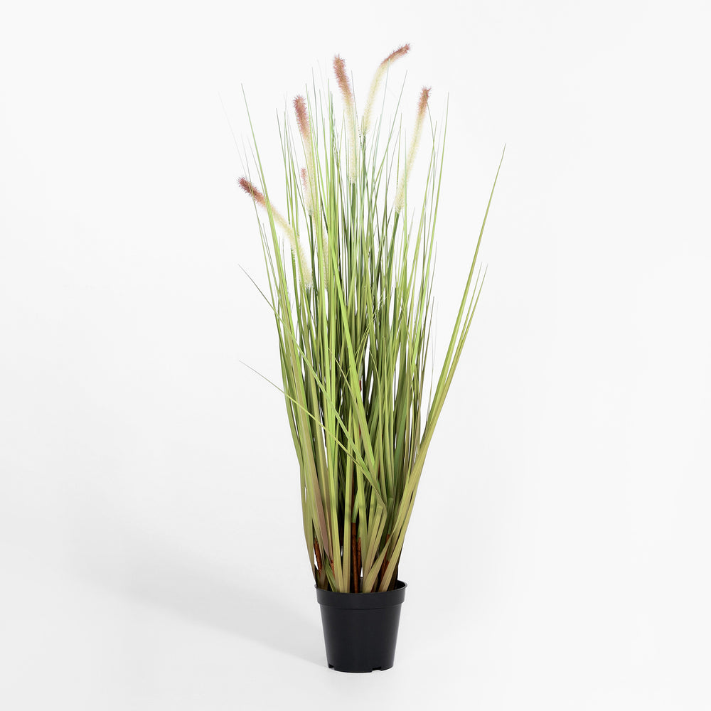 Potted plant with long green leaves on a white background
