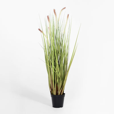 Potted plant with long green leaves on a white background