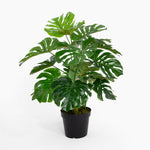 Potted green plant on a white background