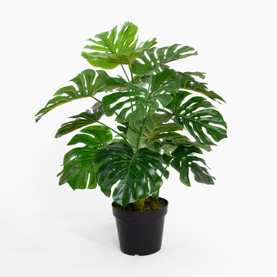 Potted green plant on a white background