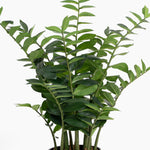 Zanzibar gem ZZ plant