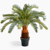 Potted palm plant on a white background
