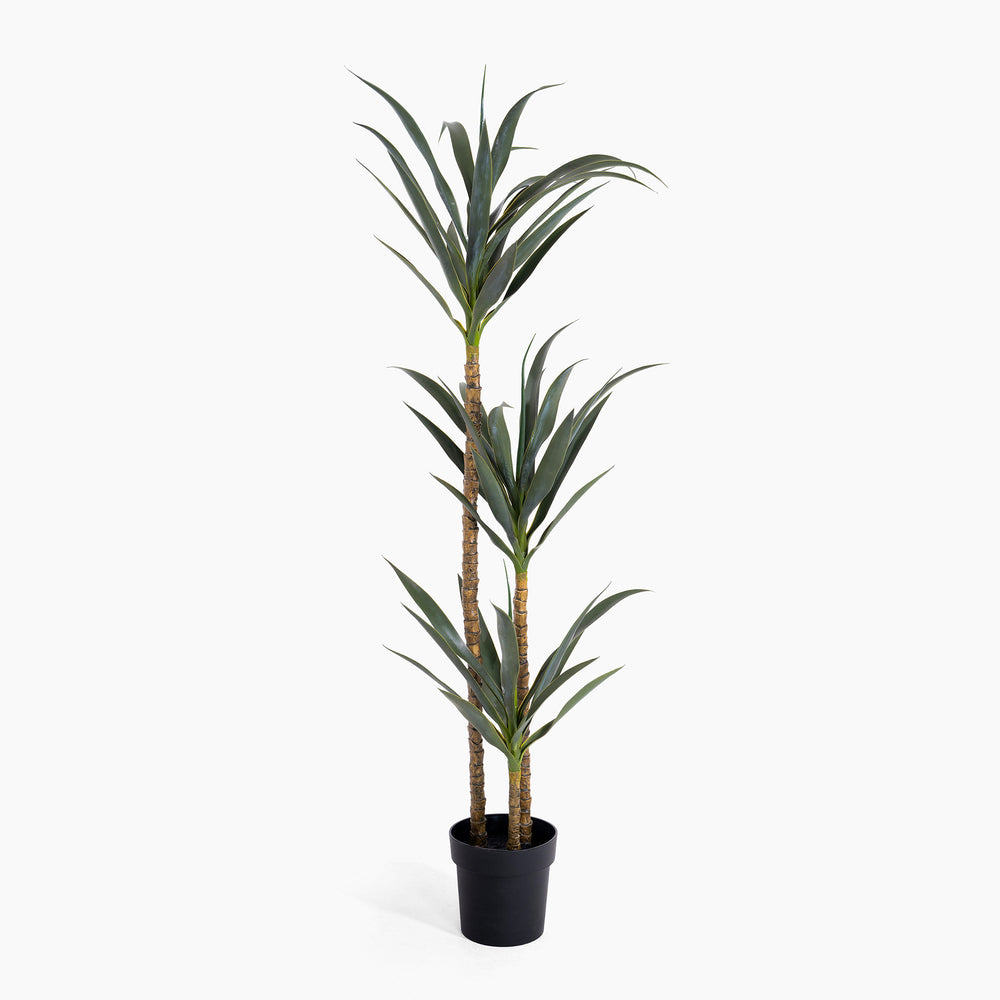 Potted plant with long green leaves on a white background
