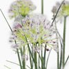 Allium grass