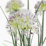 Allium grass