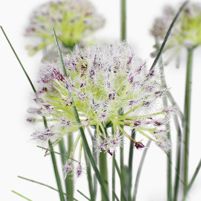 Allium grass