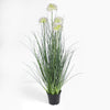 Allium grass